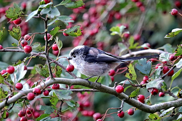 Long-tailed Tit Picture Board by Bryan 4Pics