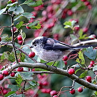 Buy canvas prints of Long-tailed Tit by Bryan 4Pics