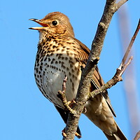 Buy canvas prints of Song Thrush by Bryan 4Pics