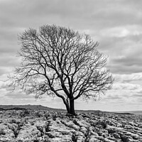 Buy canvas prints of Tree on Yorkshire Limestone by Chris Willman