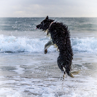 Buy canvas prints of  Border Collie by Chris Willman