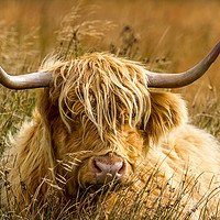 Buy canvas prints of Highland Cattle by Chris Willman