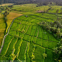 Buy canvas prints of Bali Rice Terraces  by Jan Venter
