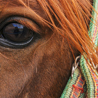 Buy canvas prints of Bedouin Horse by Jan Venter