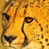 Buy canvas prints of Cheetah by Jan Venter