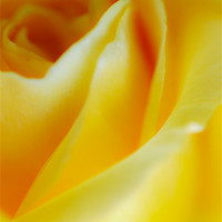 Buy canvas prints of Yellow Rose by Jan Venter