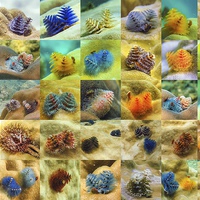 Buy canvas prints of  Christmas Tree Worms by Jan Venter