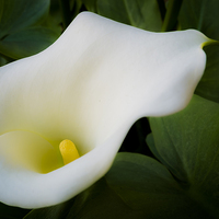 Buy canvas prints of  White Lilly by Jan Venter