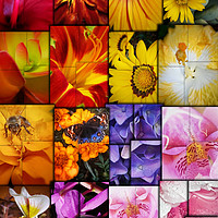 Buy canvas prints of Floral Collage by Jan Venter