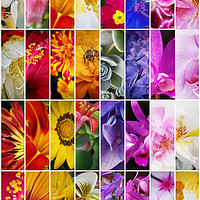 Buy canvas prints of Tall colourful flower collage by Jan Venter