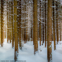 Buy canvas prints of Snowy Pine Forest by Jan Venter