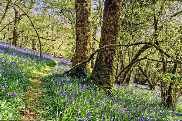 Meldon Woods Bluebells Dartmoor Picture Board by austin APPLEBY