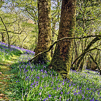Buy canvas prints of Meldon Woods Bluebells Dartmoor by austin APPLEBY