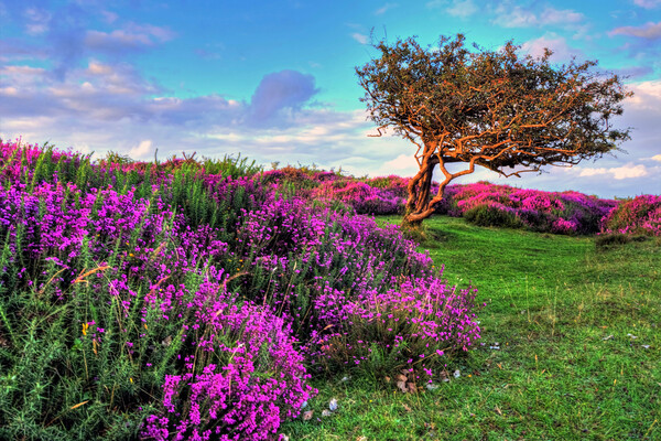 Heather and tree Quantock Hills Somerset Picture Board by austin APPLEBY