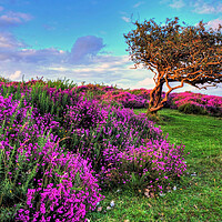 Buy canvas prints of Heather and tree Quantock Hills Somerset by austin APPLEBY