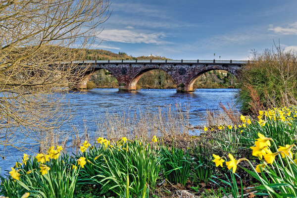 Perth Bridge and River Tay Daffodils Scotland Picture Board by austin APPLEBY