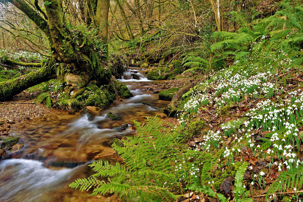 River Avill Snowdrops Exmoor Somerset Picture Board by austin APPLEBY