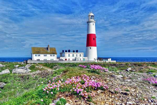 Portland Lighthouse Sea Pinks Dorset Picture Board by austin APPLEBY