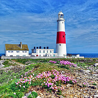 Buy canvas prints of Portland Lighthouse Sea Pinks Dorset by austin APPLEBY