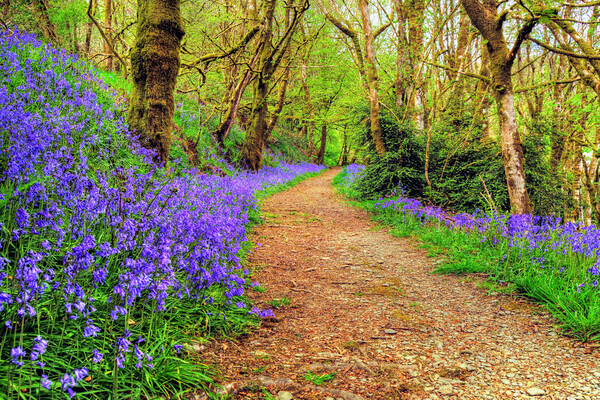 Ashcombe Woods Bluebells Exmoor Somerset Picture Board by austin APPLEBY