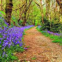 Buy canvas prints of Ashcombe Woods Bluebells Exmoor Somerset by austin APPLEBY