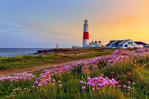 Portland Bill Lighthouse Sea Pinks Picture Board by austin APPLEBY