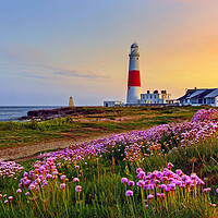 Buy canvas prints of Portland Bill Lighthouse Sea Pinks by austin APPLEBY
