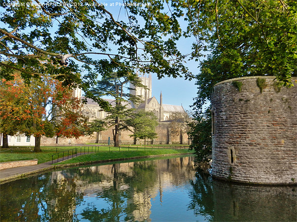 wells cathedral moat and bishopspalace Picture Board by austin APPLEBY