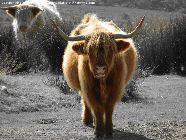 highland cow faceoff Picture Board by austin APPLEBY