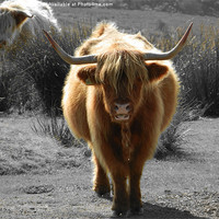 Buy canvas prints of highland cow faceoff by austin APPLEBY