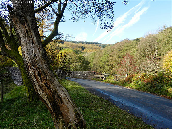 AUTUMN SCENE IN BRECON BEACONS Picture Board by austin APPLEBY