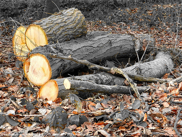 LOGS AND LEAVES Picture Board by austin APPLEBY