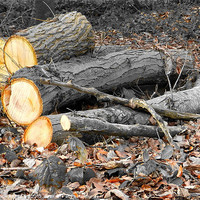 Buy canvas prints of LOGS AND LEAVES by austin APPLEBY