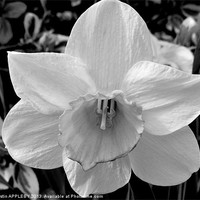 Buy canvas prints of BLACK AND WHITE DAFFODIL by austin APPLEBY