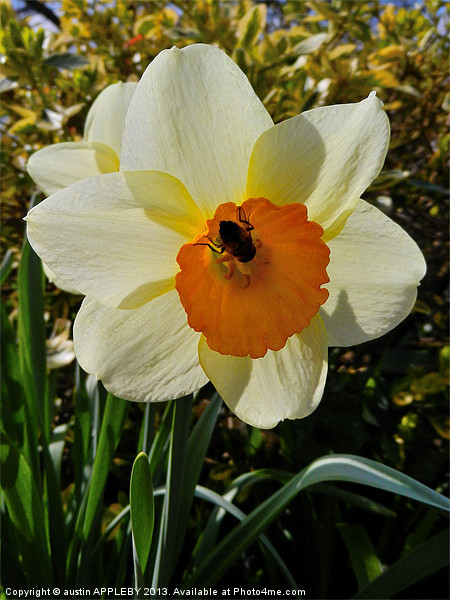 BEE IN THE DAFFODIL Picture Board by austin APPLEBY