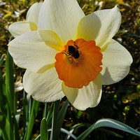 Buy canvas prints of BEE IN THE DAFFODIL by austin APPLEBY