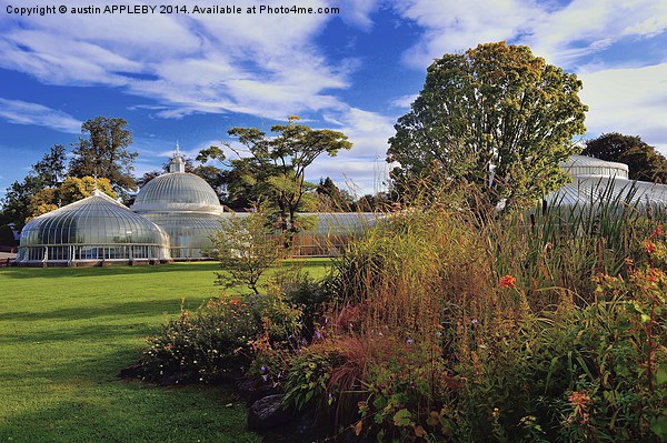 Kibble Palace Botanic Gardens Glasgow  Picture Board by austin APPLEBY