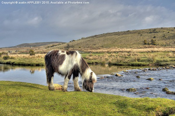  Dartmoor Pony At Cadover Bridge Picture Board by austin APPLEBY