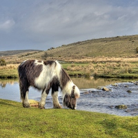 Buy canvas prints of  Dartmoor Pony At Cadover Bridge by austin APPLEBY