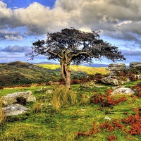 Buy canvas prints of  Tree at Combestone Tor Dartmoor by austin APPLEBY