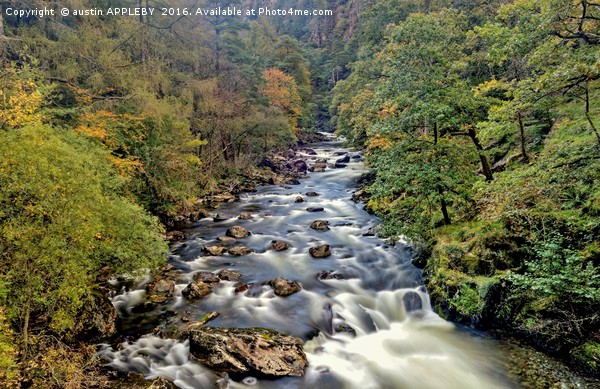 Autumn Afon Glaslyn Picture Board by austin APPLEBY