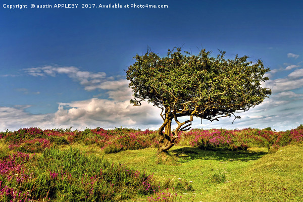 Lone Tree On The Quantocks Picture Board by austin APPLEBY