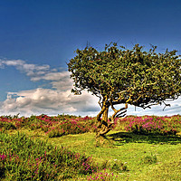 Buy canvas prints of Lone Tree On The Quantocks by austin APPLEBY