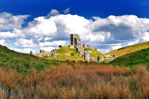 Corfe Castle Dorset At Spring Picture Board by austin APPLEBY