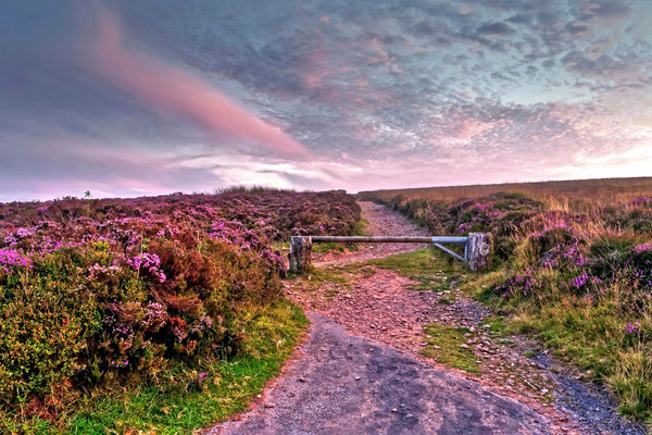 Pathway to Dunkery Beacon Exmoor Picture Board by austin APPLEBY