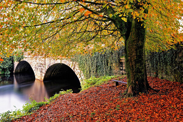 Autumnal Abbey Bridge Tavistock Devon Picture Board by austin APPLEBY