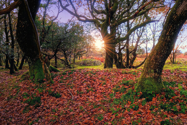 Quantock Hills Sunset Somerset Picture Board by austin APPLEBY