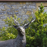 Buy canvas prints of  Glenfiddich Deer by Alex Millar