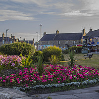 Buy canvas prints of Lossiemouth In Bloom by Alex Millar