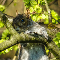 Buy canvas prints of Squirrel in the Shadows by Jane Metters